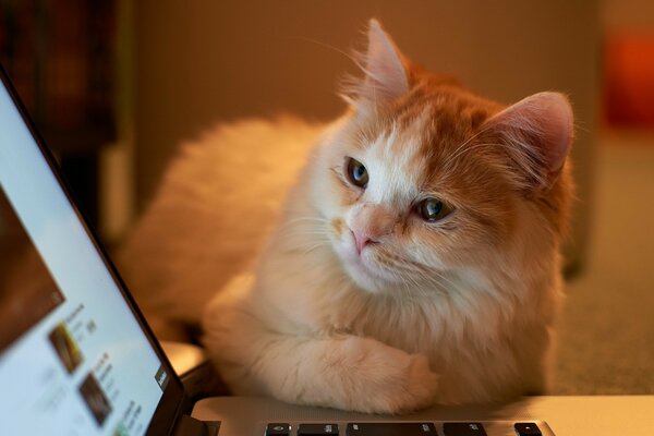 Katze untersucht das Tablet genau