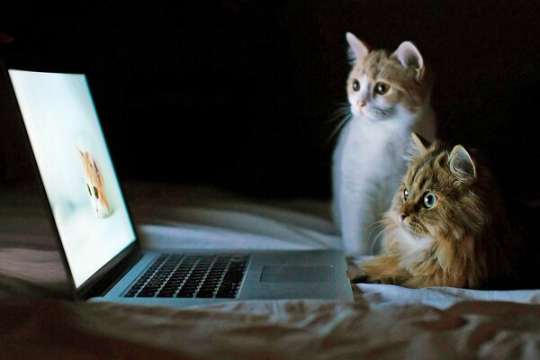 Les chats se regardent comme