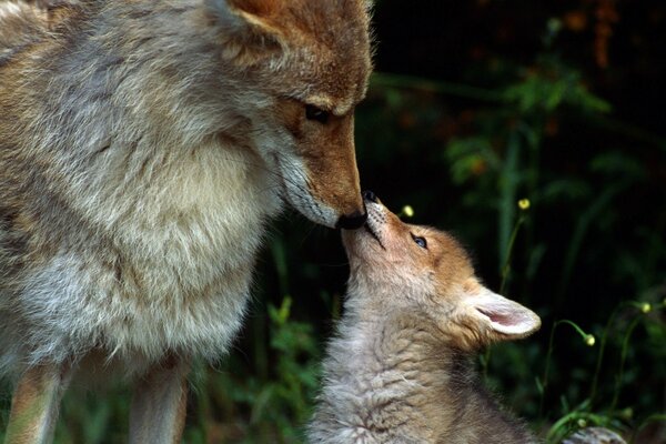 Grauer Wolf mit einem kleinen Wolf