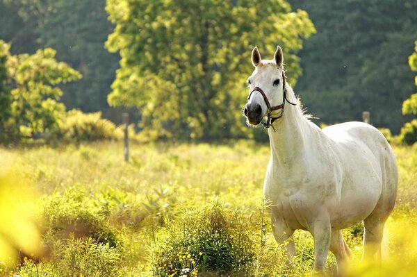 Natur und Tiere. Pferd auf einem Spaziergang auf einer grünen Wiese