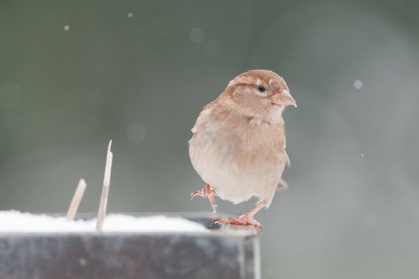 The pure look of a sparrow on a gray background