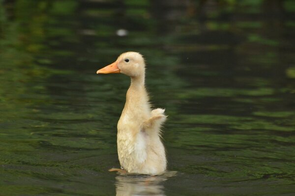 The chick is standing on the water