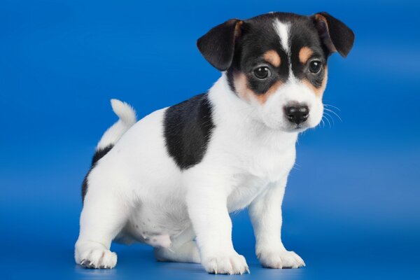 Cucciolo bianco e nero su sfondo blu