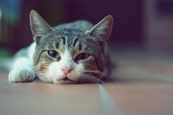 Tired cat on the floor