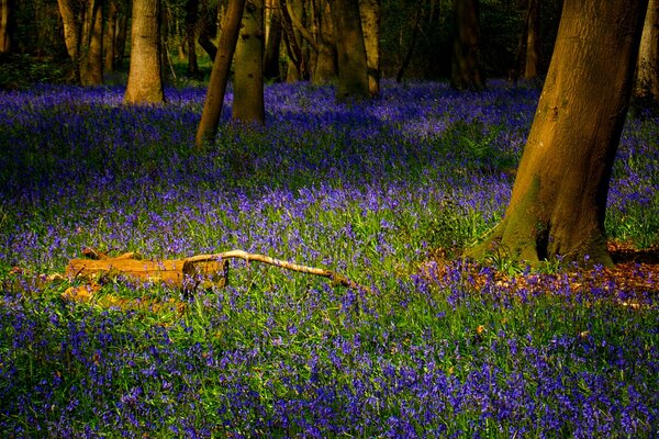 Flores y hierba en el bosque