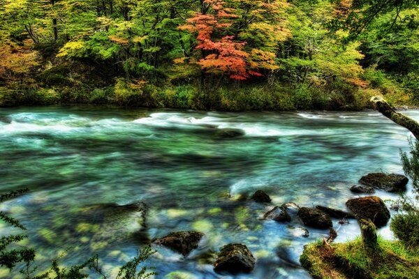 Río en el hermoso bosque de otoño