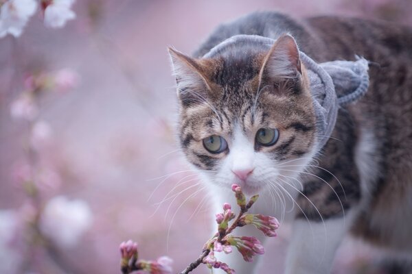 The cat sniffs a flowering twig