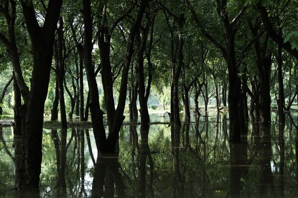 Ein Waldmoor. Bäume im Wasser