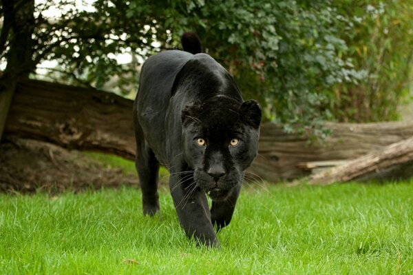 Schwarzer Panther im Wald