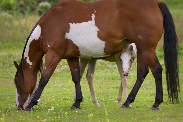 Ein Pferd mit einem Fohlen grast auf einem Feld