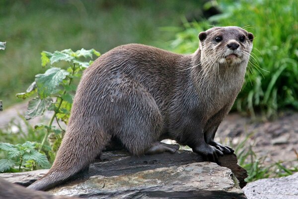 Der Otter wird auf einem großen Stein getrocknet