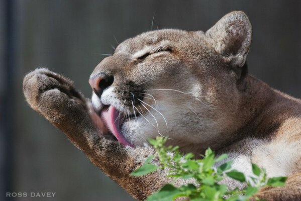 Cougar wird mit der Zunge gewaschen