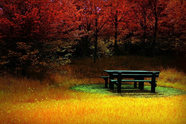 A lonely bench in a bright autumn forest