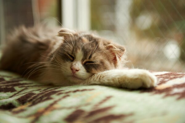 The cat is sleeping comfortably by the window