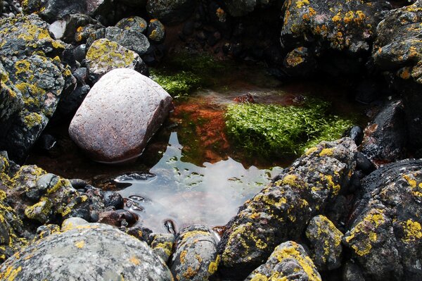 Bright algae on large rocks