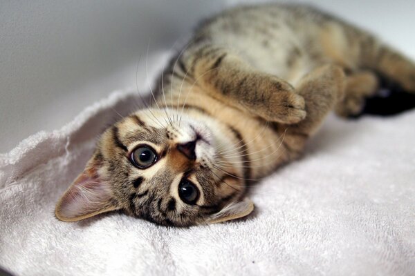 Gestreifte süße flauschige Katze