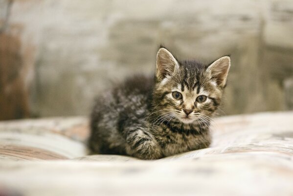 Petit chaton regarde tristement