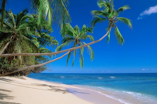 Beach. palm trees, blue sea, white sand