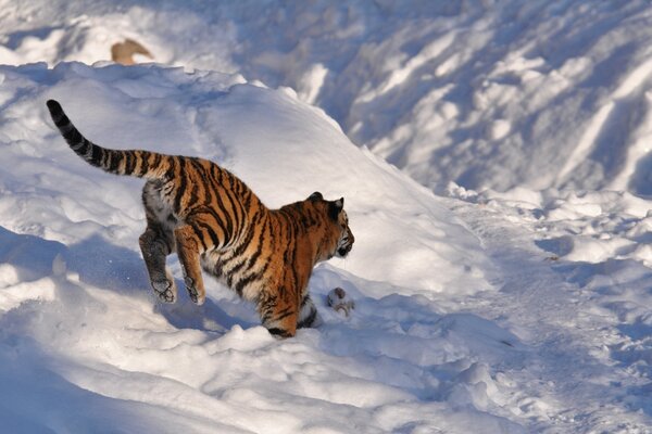 El tigre corre sobre la nieve blanca