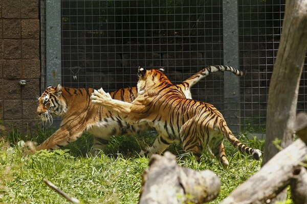 Tiger im Rausch des wilden Spiels