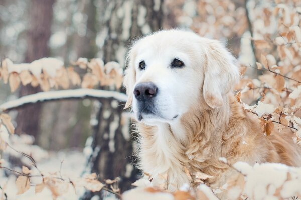 Un cane bianco in una foresta innevata si nasconde tra i rami