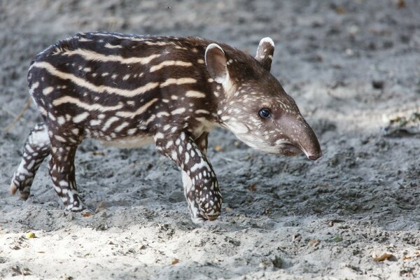 Gestreiftes Ameisenbär-Baby auf einem Spaziergang