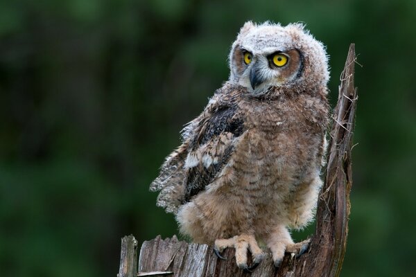 Lo sguardo formidabile del gufo reale