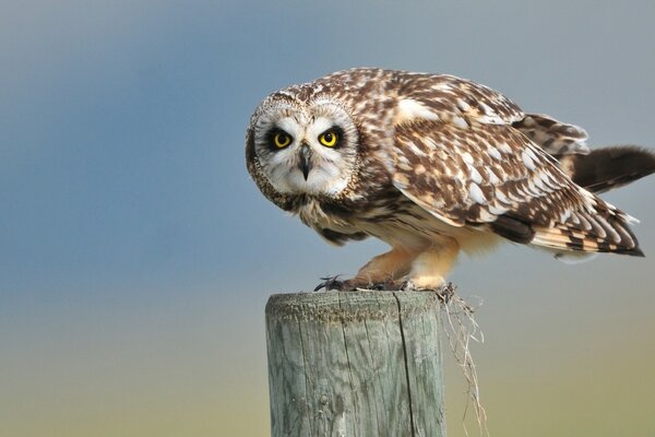 Hibou regarde au loin assis sur un poteau