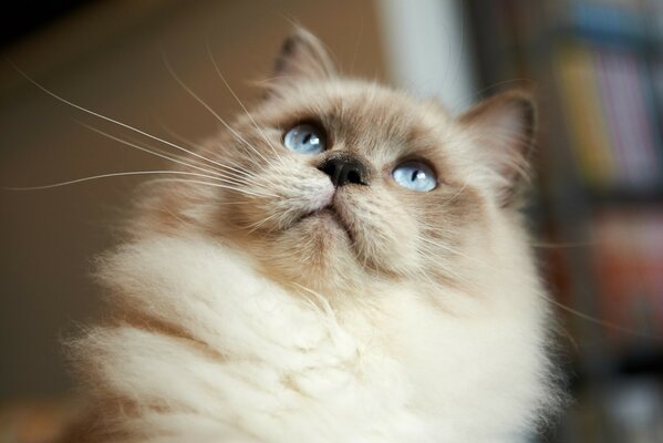 Süße flauschige Katze mit blauen Augen