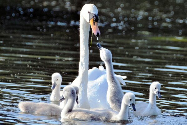 Swan et ses bébés se reposent dans l eau