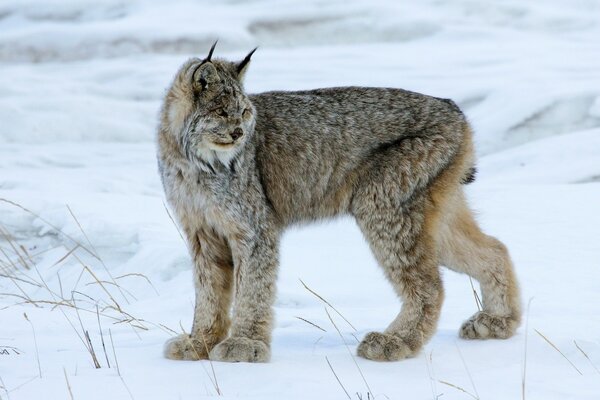 Wilder Luchs auf einem schneebedeckten Feld