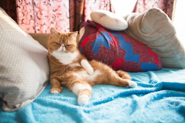 Katze entspannt sich auf der Couch