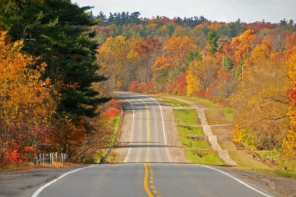 Fondo bosque de otoño y carreteras