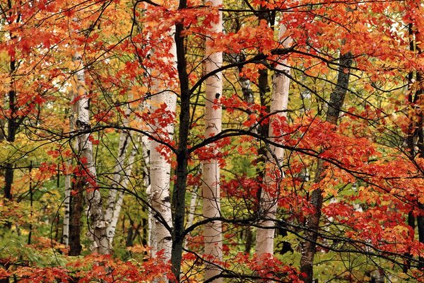 Autumn forest birch and other trees