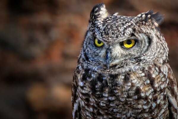 A gloomy but beautiful long-eared owl