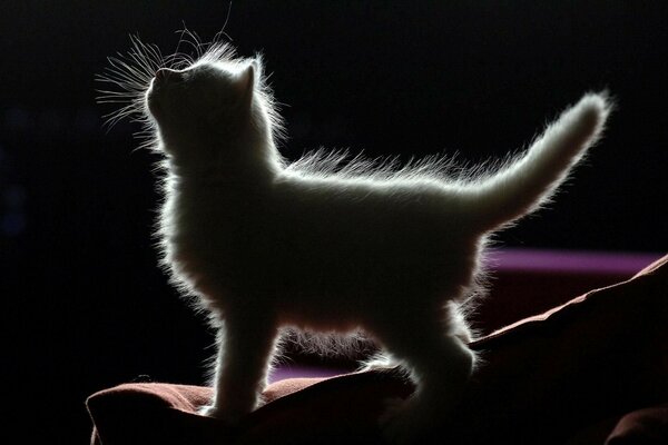 A small kitten on a black background