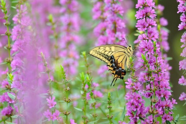 Yellow swallowtail collects nectar on purple flowers