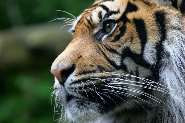 Visage de tigre gros plan