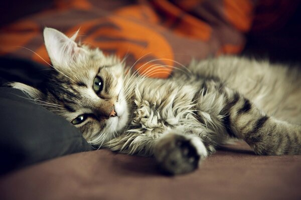 A grey cat is lying on the sofa