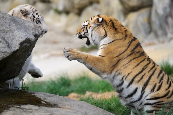 Bataille des tigres blancs et roux