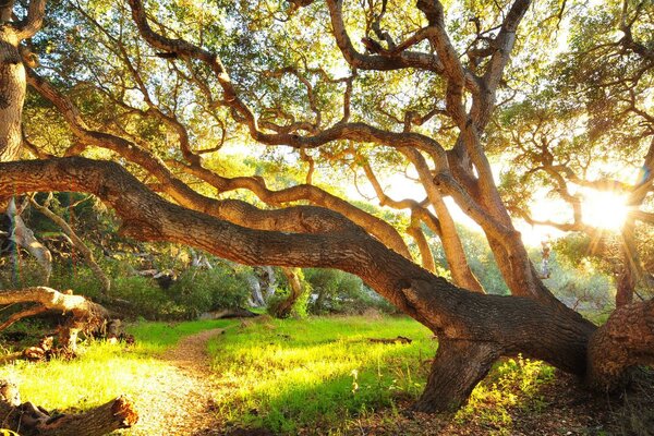 Sonniger Morgen im Sommer im Wald