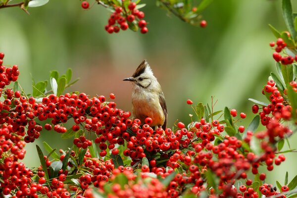 A small bird collects red berries on a branch