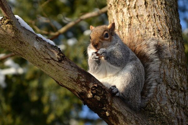 A squirrel on a branch is gnawing a nut