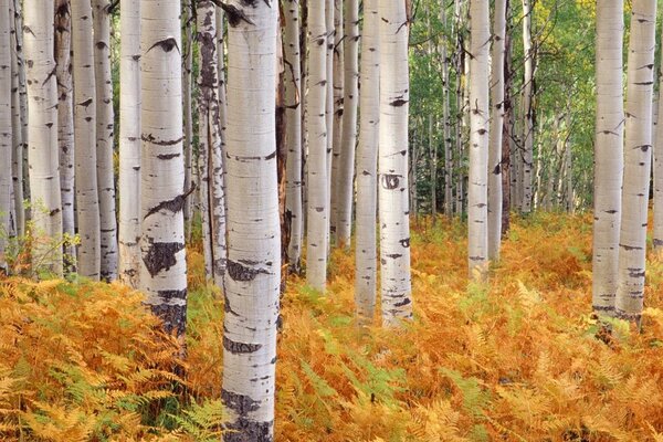 Bosque de otoño árboles de abedul