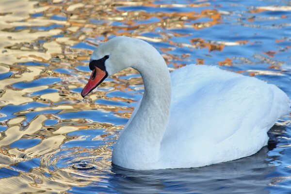 Suave cisne flotando en el agua dorada