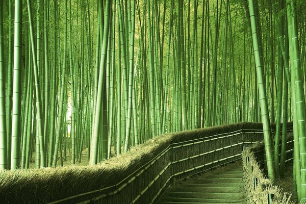 Trail through bamboo thickets