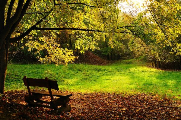 Panchina solitaria in autunno sotto un albero