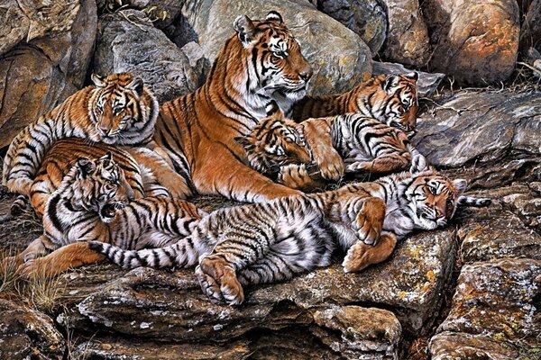 Famille des tigres