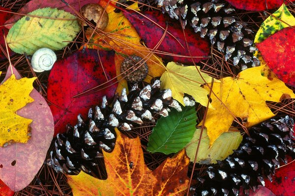 Feuilles, cônes, couleurs d automne