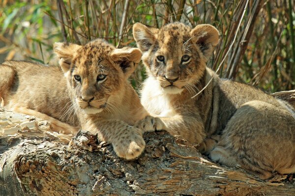 Beautiful lion cubs huddle together